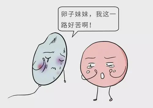 試管嬰兒最大壽命是多少歲？和正常孩子一樣嗎？