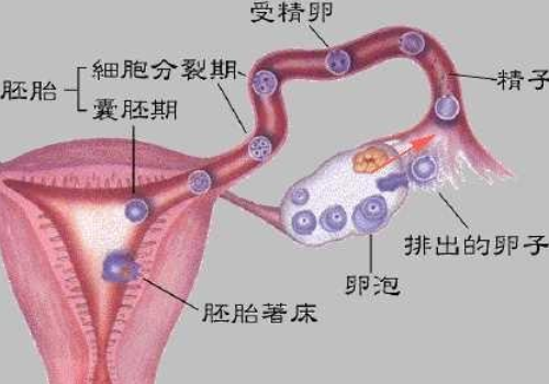 試管嬰兒費(fèi)用明細(xì)??