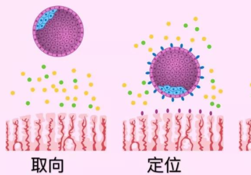 泰國試管翻譯公司？?